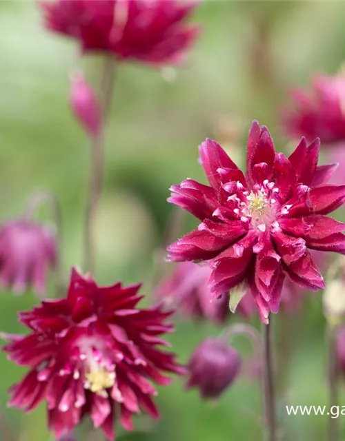 Aquilegia vulgaris 'Ruby Port'