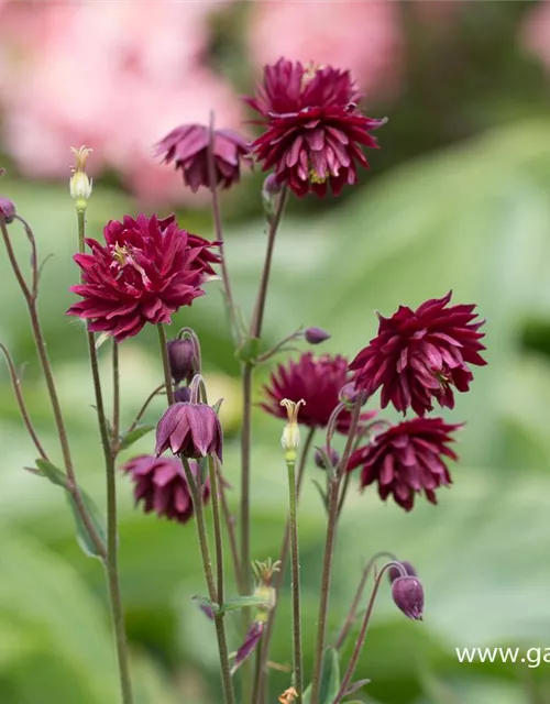 Aquilegia vulgaris 'Ruby Port'