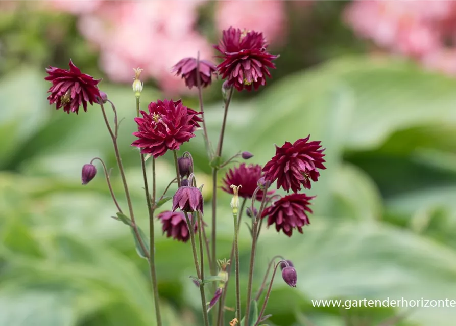 Aquilegia vulgaris 'Ruby Port'