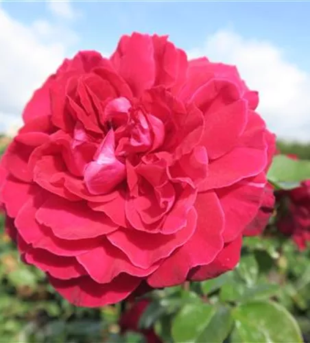 Edelrose 'Bellevue'®