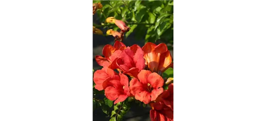 Campsis tagliabuana 'Fire Trumpet Vine'®