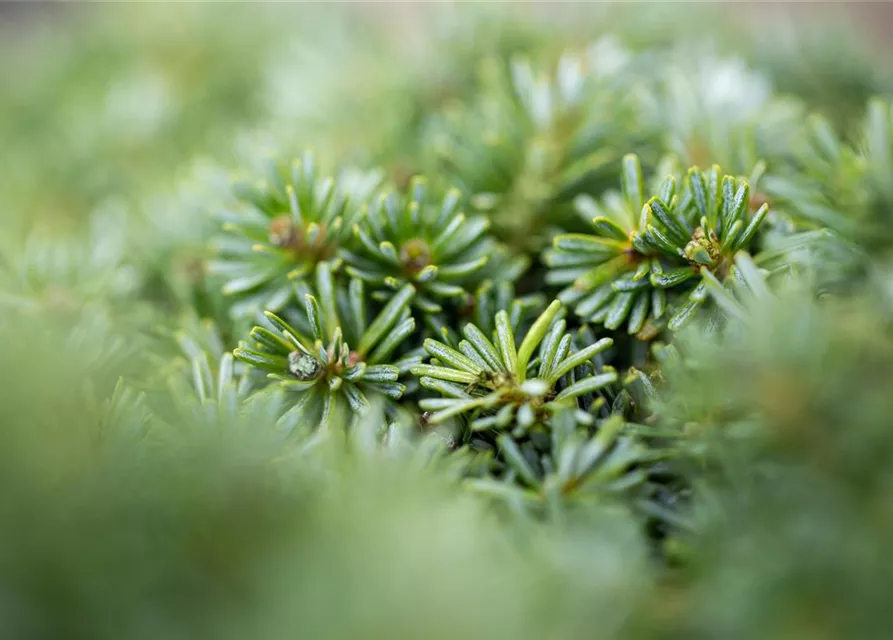 Abies koreana 'Brillant'