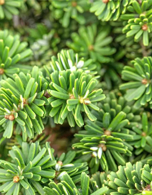 Abies koreana 'Brillant'