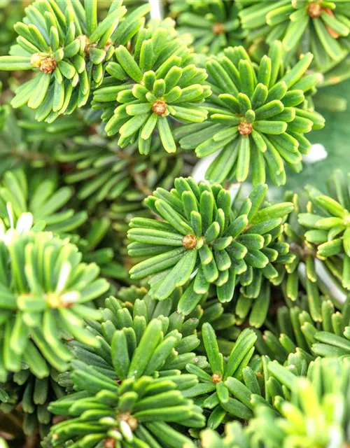 Abies koreana 'Brillant'