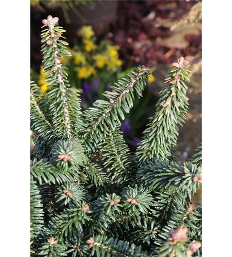 Abies balsamea 'Nana'