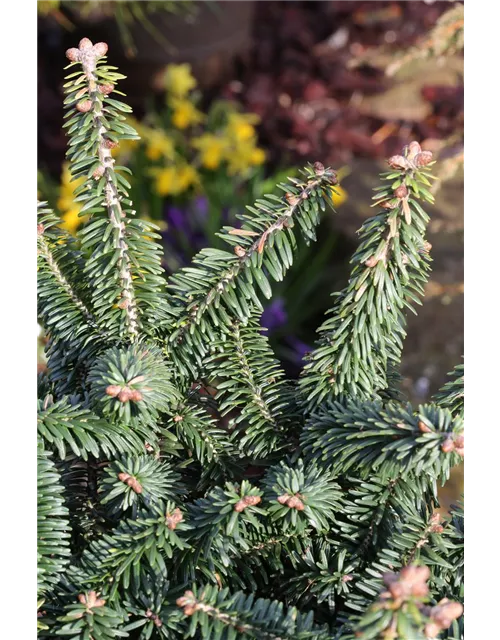 Abies balsamea 'Nana'