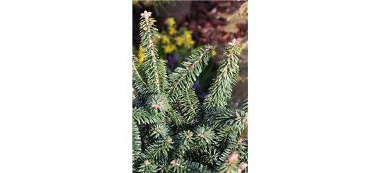 Abies balsamea 'Nana'