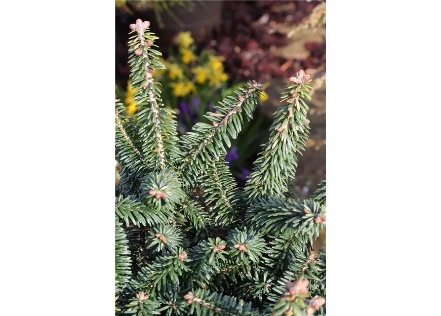 Abies balsamea 'Nana'