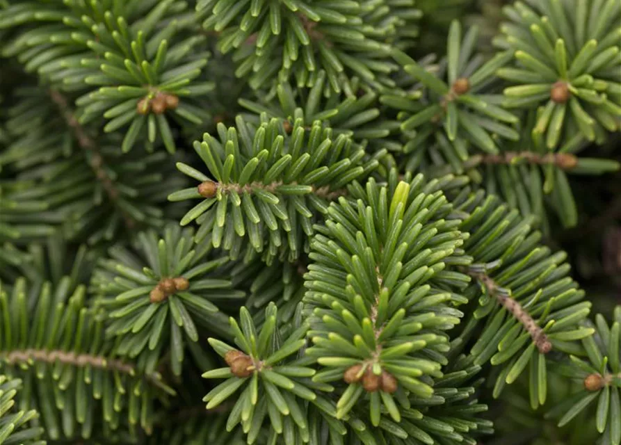 Abies balsamea 'Nana'