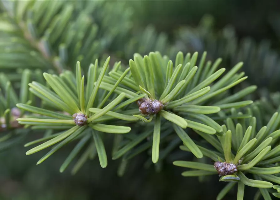 Abies balsamea 'Nana'