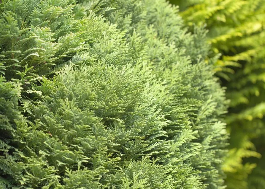 Chamaecyparis lawsoniana 'Minima Glauca'