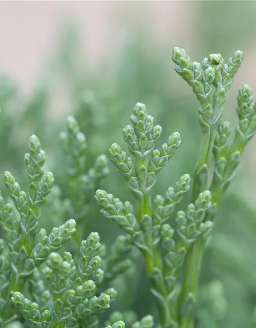 Chamaecyparis lawsoniana 'Minima Glauca'