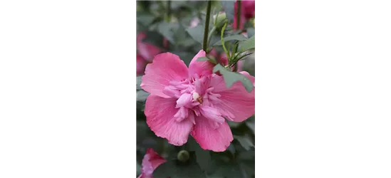 Hibiscus syriacus 'Freedom'®