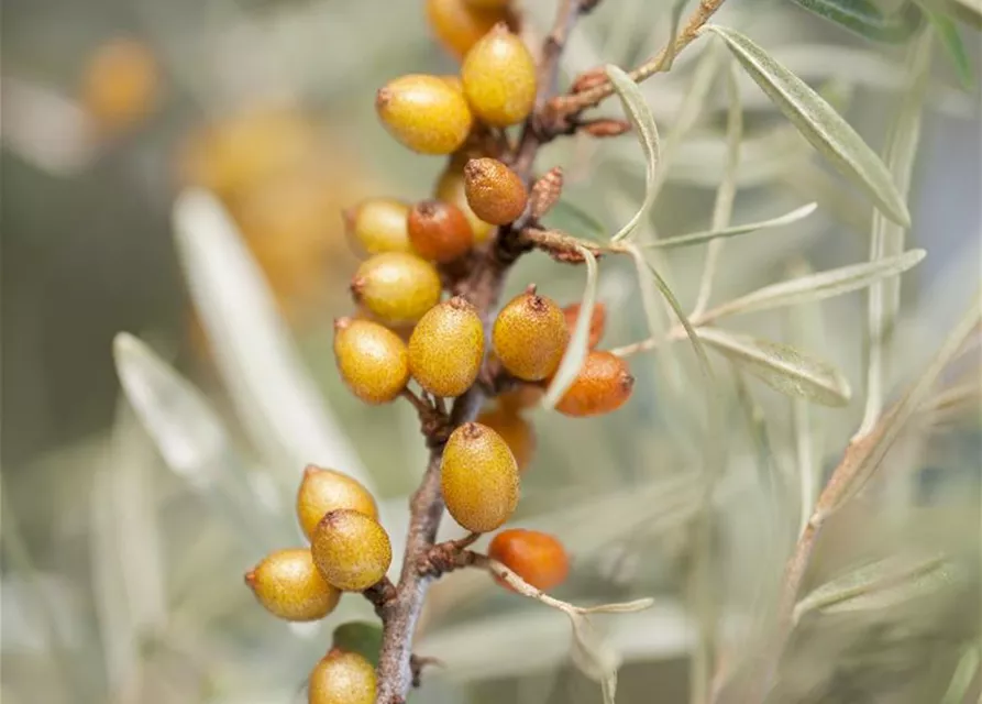 Hippophae rhamnoides 'Leikora'