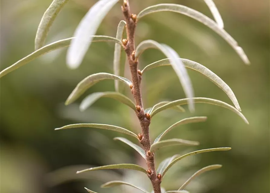 Hippophae rhamnoides 'Leikora'