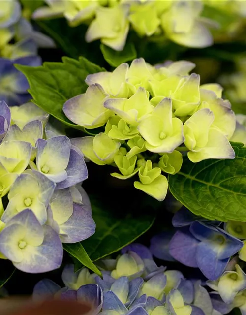 Hydrangea macrophylla 'Music-Collection'® 'Blue Boogiewoogie'®