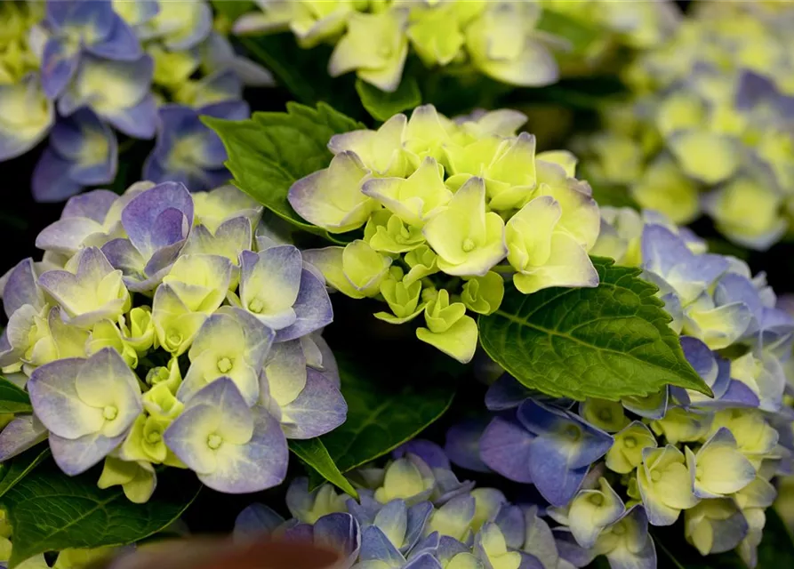 Hydrangea macrophylla 'Music-Collection'® 'Blue Boogiewoogie'®