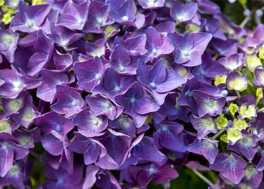 Hydrangea macrophylla 'Music-Collection'® 'Deep Purple Dance'®