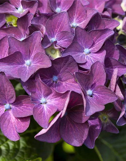 Hydrangea macrophylla 'Music-Collection'® 'Deep Purple Dance'®