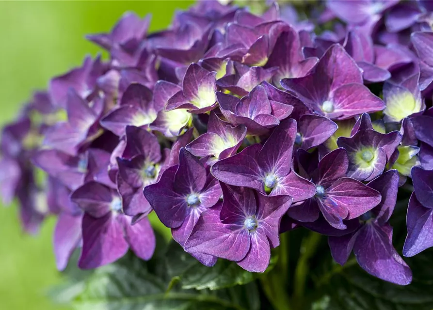 Hydrangea macrophylla 'Music-Collection'® 'Deep Purple Dance'®