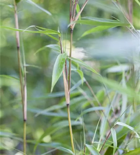 Fargesia murielae 'Eike'