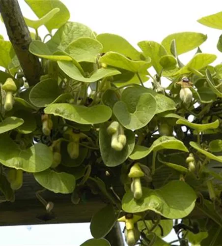 Aristolochia macrophylla