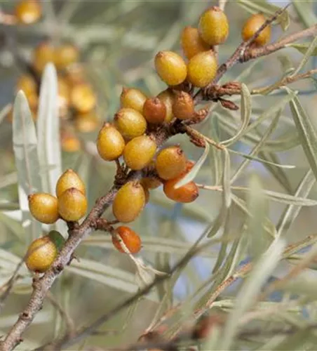 Hippophae rhamnoides 'Vitaminhochzeit'