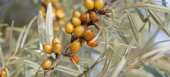 Hippophae rhamnoides 'Vitaminhochzeit'