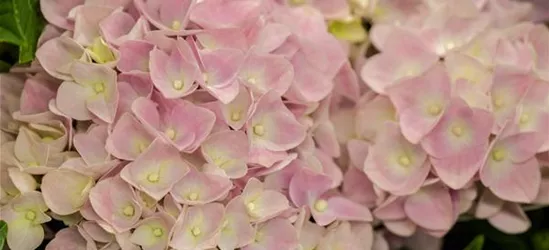 Hydrangea macrophylla 'Music-Collection'® 'Soft Pink Salsa'®