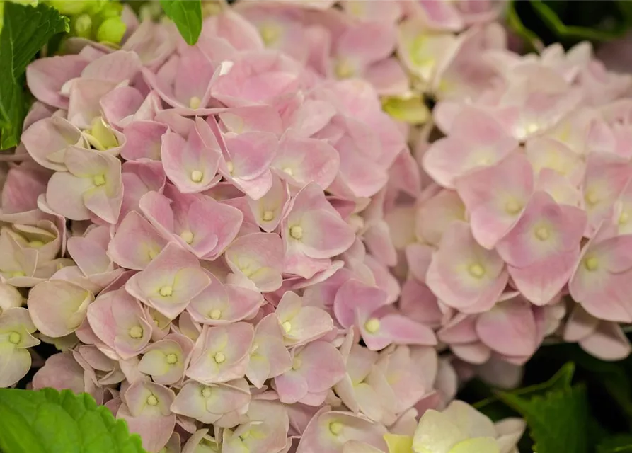 Hydrangea macrophylla 'Music-Collection'® 'Soft Pink Salsa'®