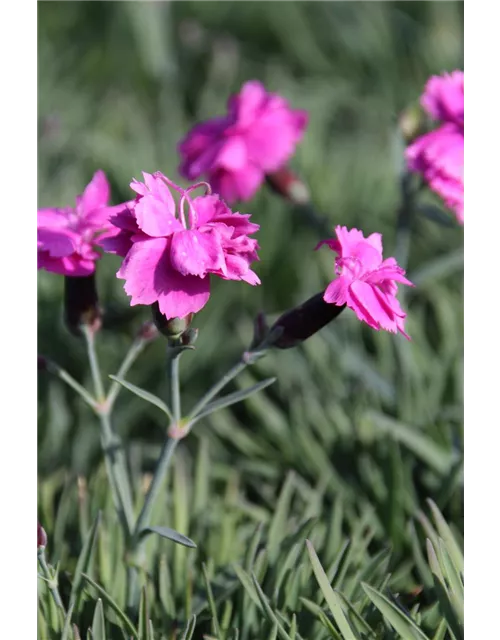 Dianthus gratianopolitanus 'Dinetta Purple' 