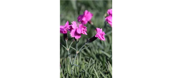 Dianthus gratianopolitanus 'Dinetta Purple' 