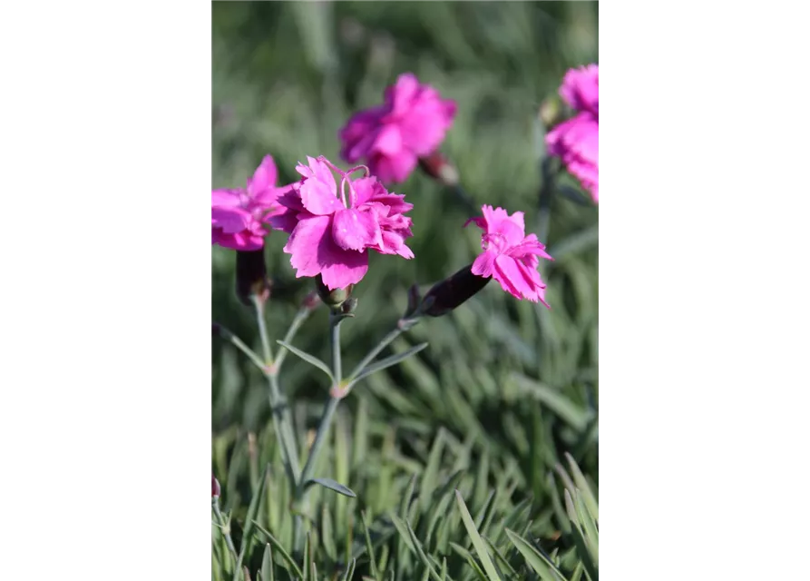 Dianthus gratianopolitanus 'Dinetta Purple' 