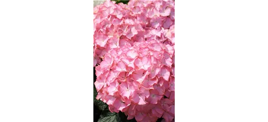 Hydrangea arborescens 'Sweet Annabelle'®