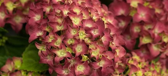 Hydrangea macrophylla 'Red Reggae'®