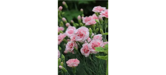 Dianthus plumarius 'Doris' 