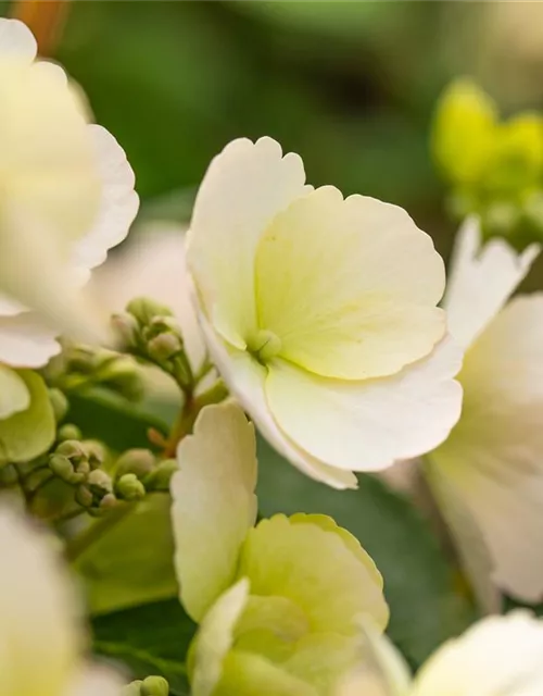 Hydrangea macrophylla 'Runaway Bride'®