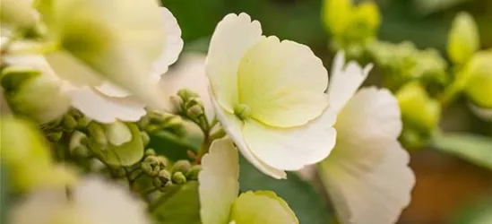 Hydrangea macrophylla 'Runaway Bride'®