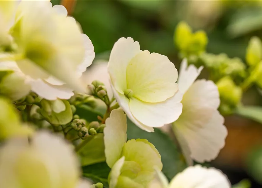 Hydrangea macrophylla 'Runaway Bride'®