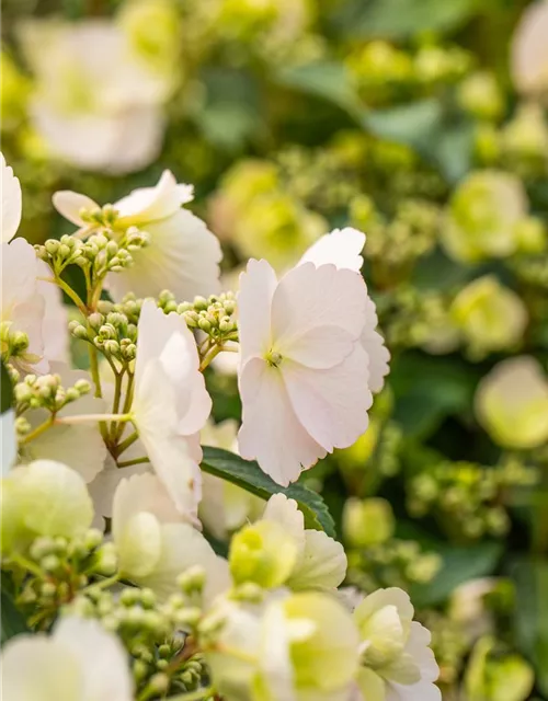 Hydrangea macrophylla 'Runaway Bride'®