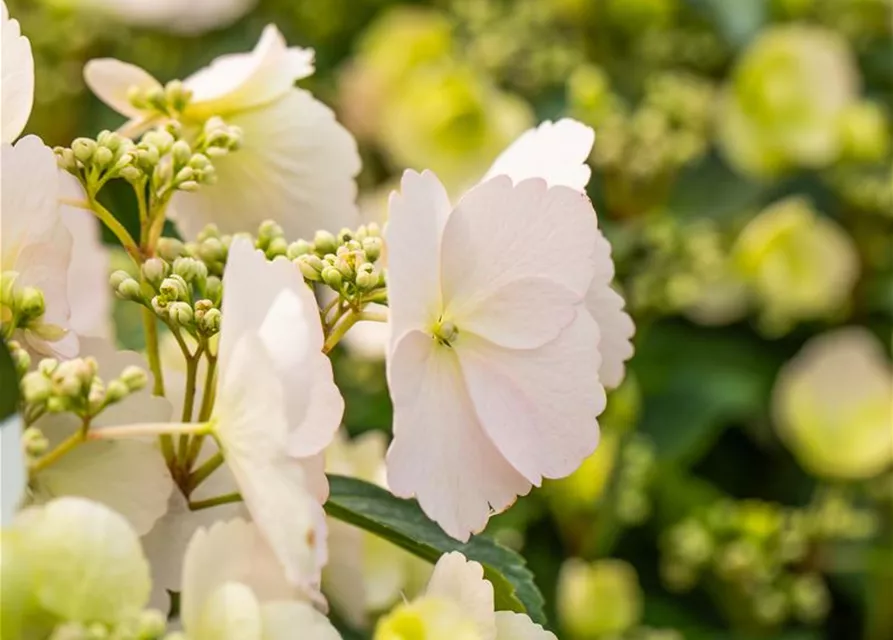 Hydrangea macrophylla 'Runaway Bride'®