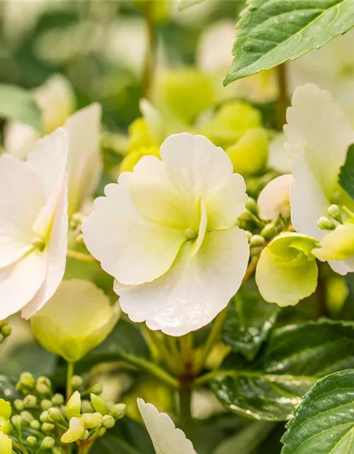 Hydrangea macrophylla 'Runaway Bride'®