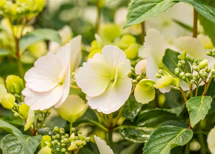 Hydrangea macrophylla 'Runaway Bride'®