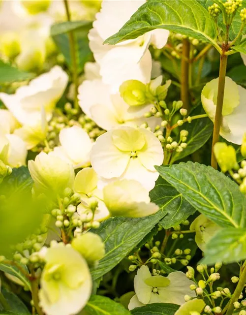 Hydrangea macrophylla 'Runaway Bride'®