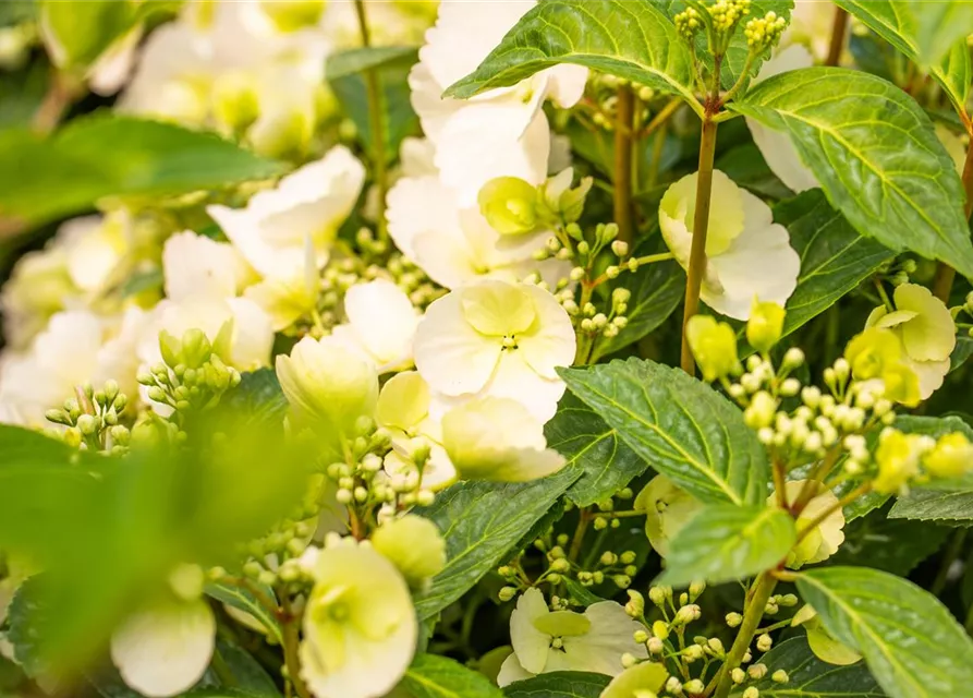 Hydrangea macrophylla 'Runaway Bride'®