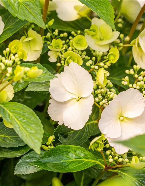 Hydrangea macrophylla 'Runaway Bride'®