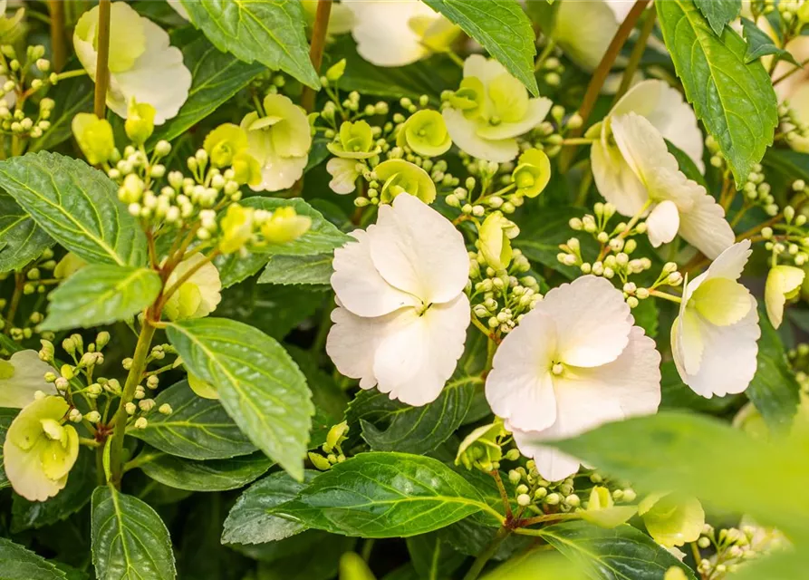 Hydrangea macrophylla 'Runaway Bride'®