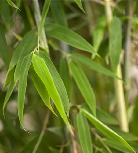 Fargesia murielae 'Maasai'®(S)