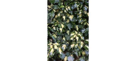 Hedera helix 'Goldheart'