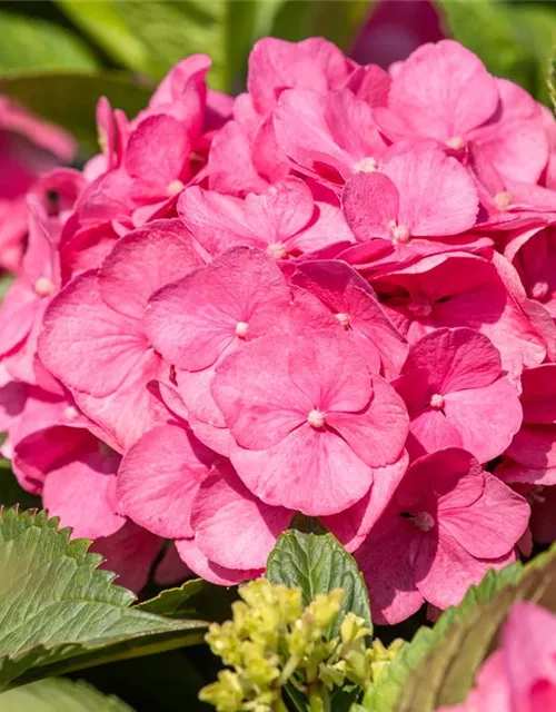 Hydrangea 'Diva fiore'® Rosa